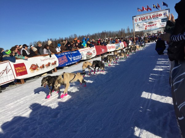 Willow Iditarod Start